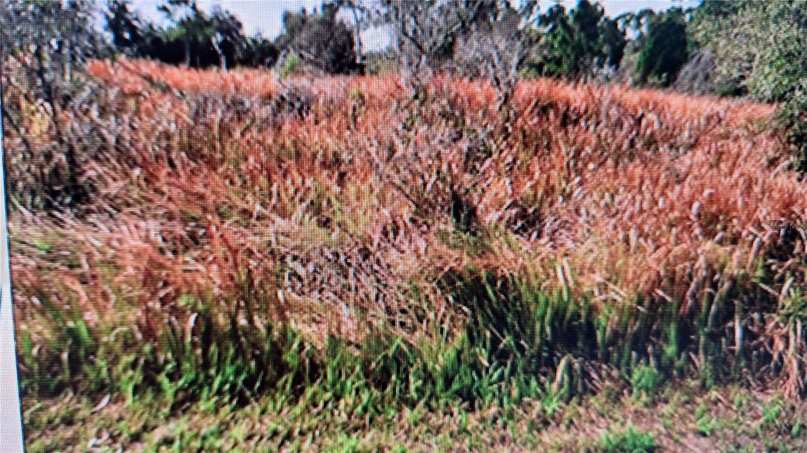 Jaylene Rd, North Port, FL 34288
