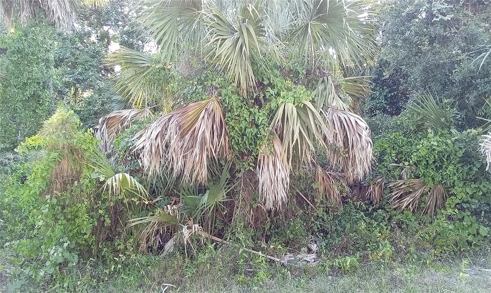 Blueberry Rd, North Port, FL 34288