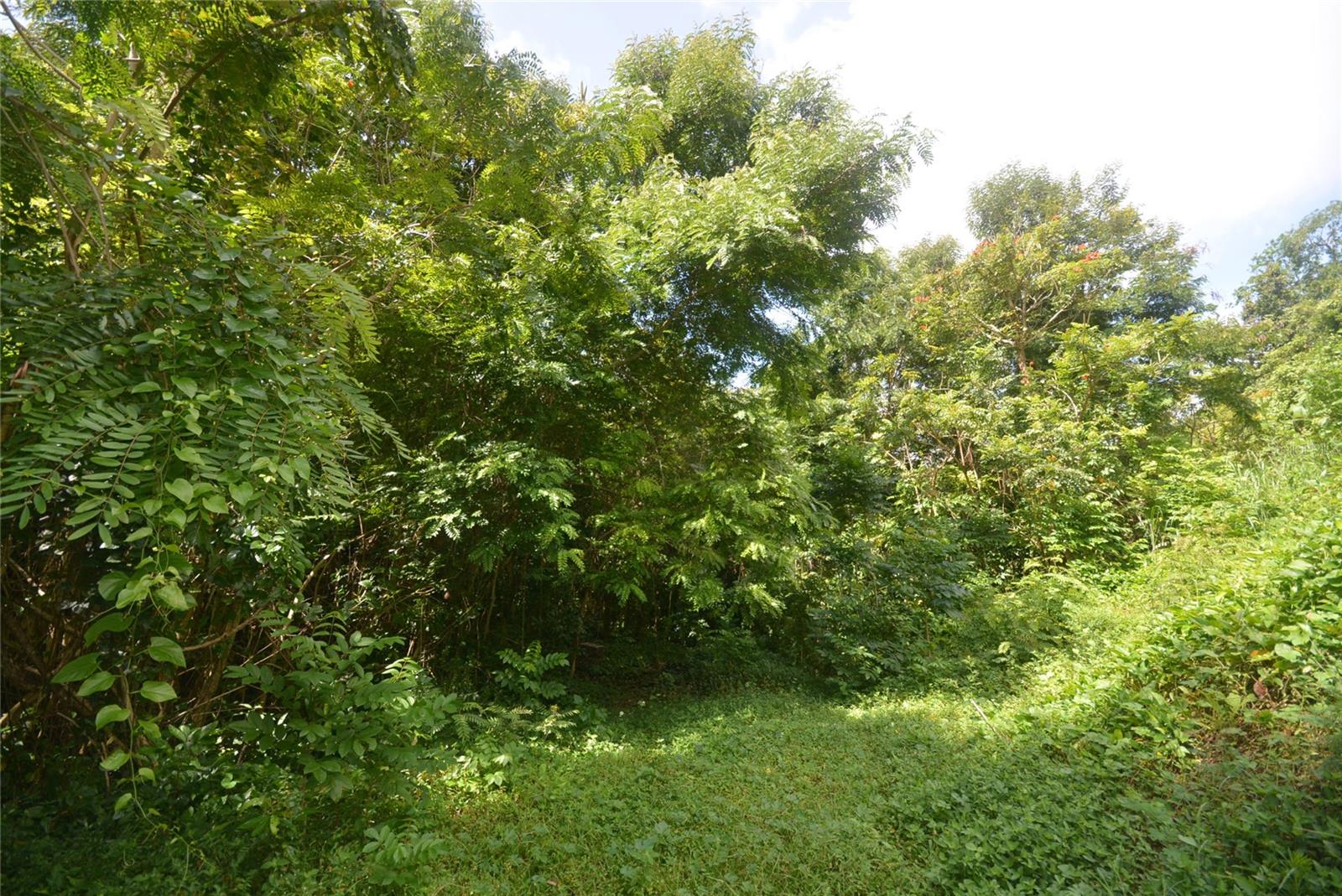 Bo. Marzan Pr-820, Toa Alta, PR 00953