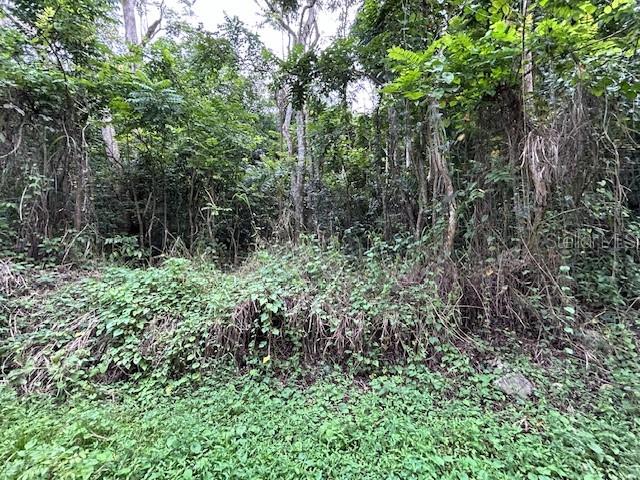 Bo. Candelaria Pr 647 Campo Nuevo -Azucena St. ##1, Vega Alta, PR 00692