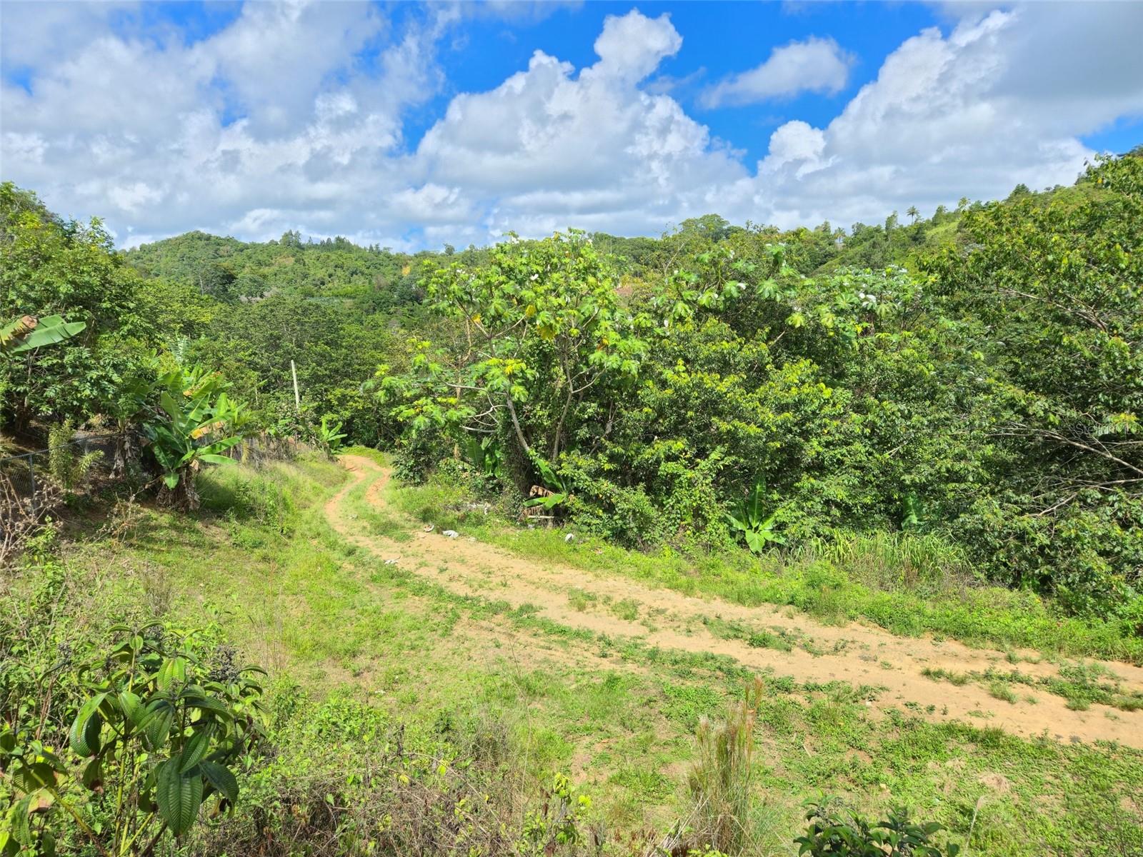 Pr- 155 Km. 20 Hm 8 Int Bauta Arriba Ward, Orocovis, PR 00720