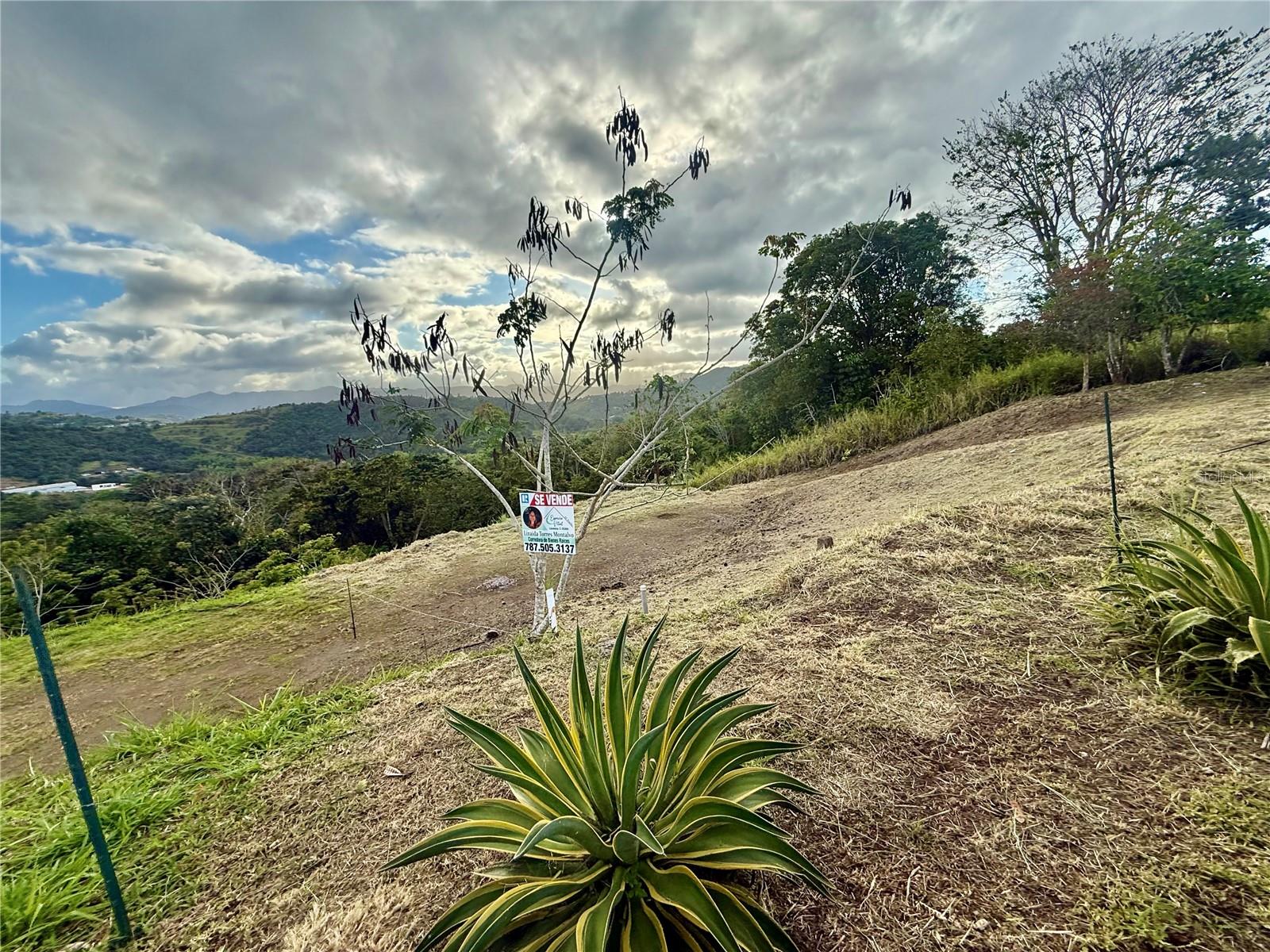 Sector Campo Bello, Cidra, PR 00739