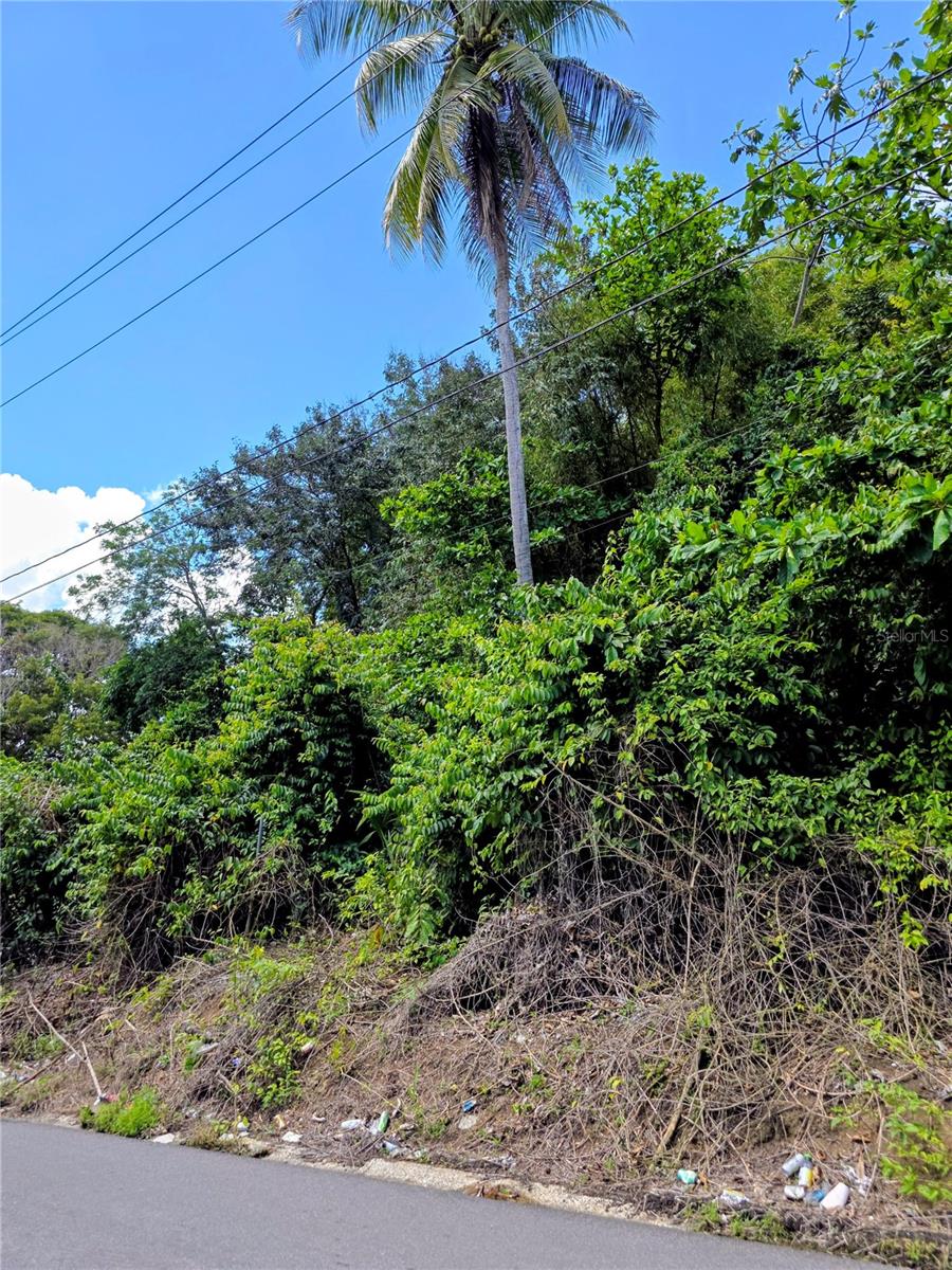 Bo Quebrada Cruz, Toa Alta, PR 00953