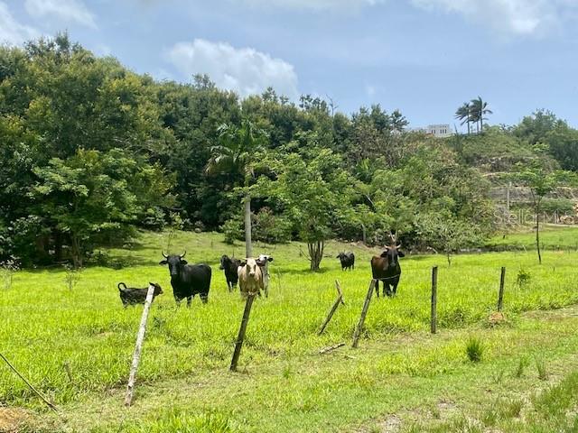 Pr 155 Ramal 646, Vega Baja, PR 00693