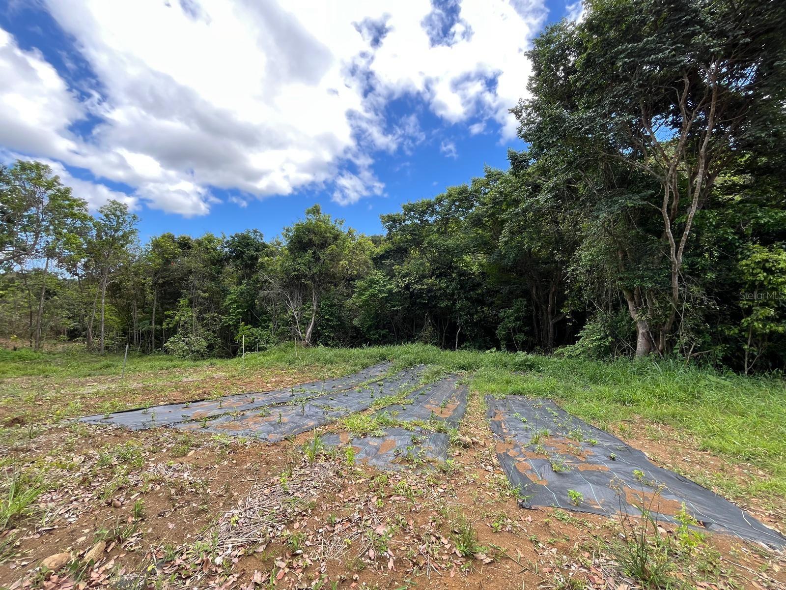 Lot 5 Km 2.5 Carretera 856, Carolina, PR 00987