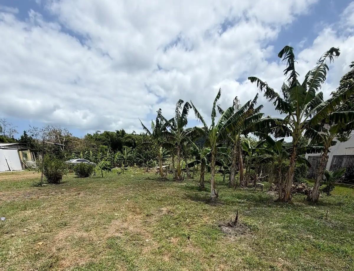 Bo. Limones, Yabucoa, PR 00767