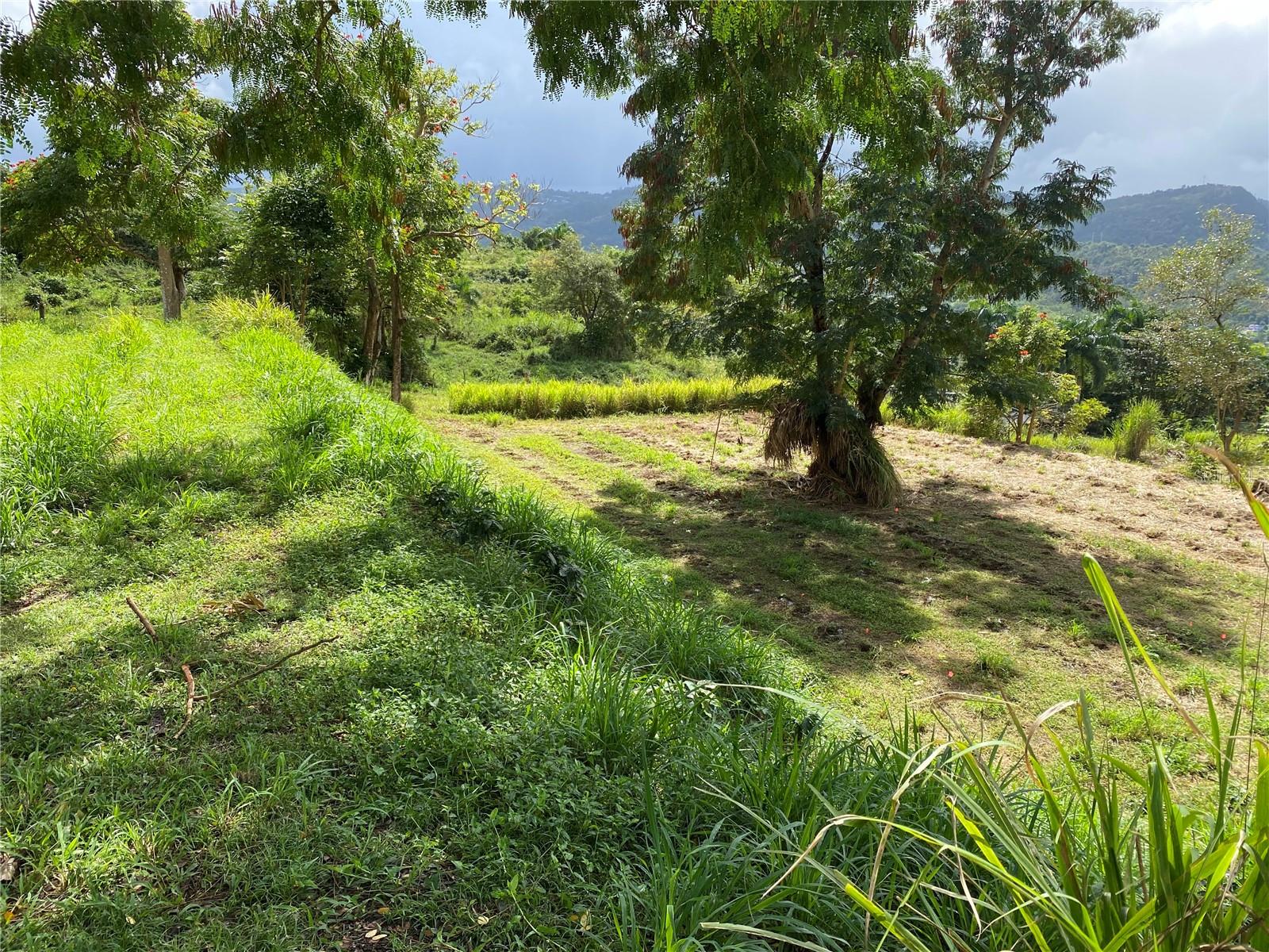 Quebrada Grande, Trujillo Alto, PR 00976